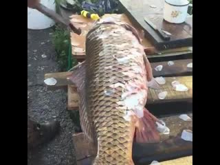 Eger dv b0sxo4gjjcy mp4