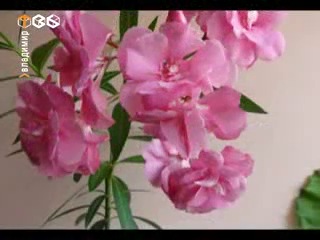 Ядовитые комнатные растения