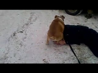 Собака пристала к пьяному