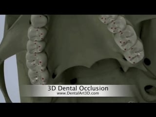 Dentalart3d 3d dental occlusion