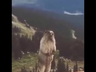 Орущий сурок орущий суслик marmot