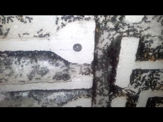 Messor barbarus colony growth progression (to 3k ants)