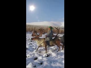 Two tsaatan women of mongolia riding their reindeer