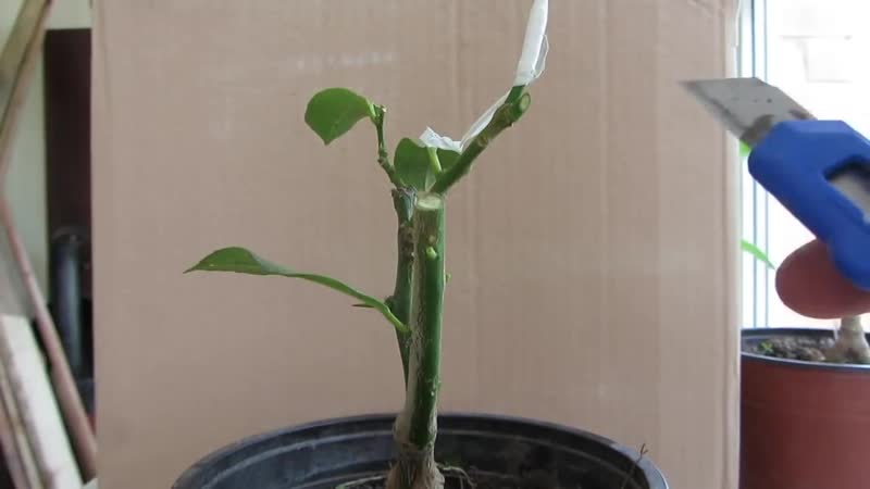 [focumoto] привиа лимона в расщеп и за кору