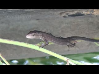 Ящерица lizard