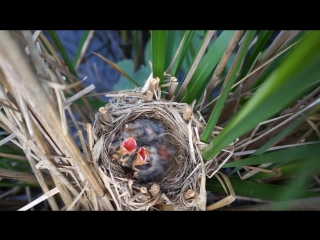Red wing blackbird dad feeding babies