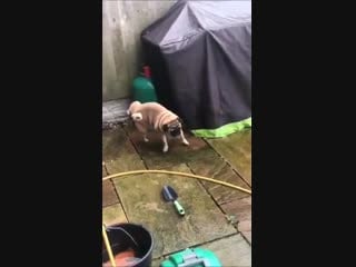 Pug does a cartwheel while peeing