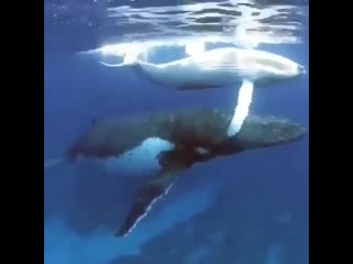 Mother humpback and her young enjoying some play time !