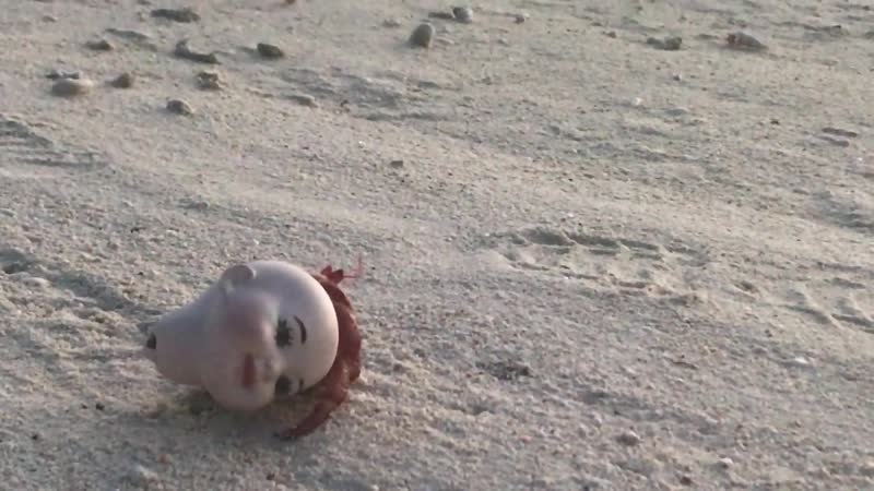 Краб с куклой