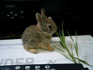 Карликовые кролики