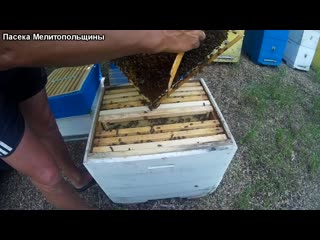 Подсаживаю молодых плодных маток