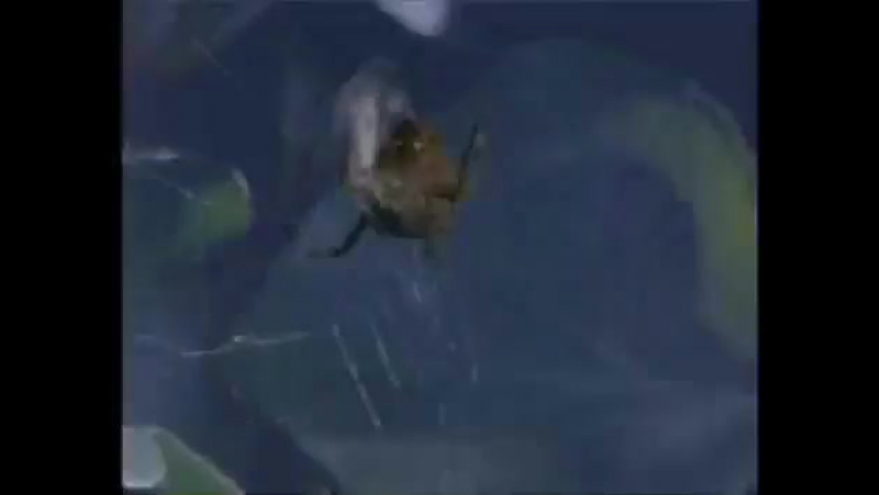 Паучки и молодые