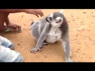 Чеши меня давай