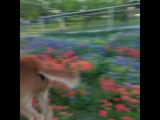 He realized it was ok to frolic through the flowers