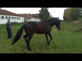 Продажа лошади американский рысак расход