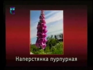 Цветы передача 21 корнеклубневые, луковичные и клубнелуковичные растения часть 1