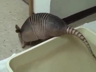 Броненосец принимает ванну