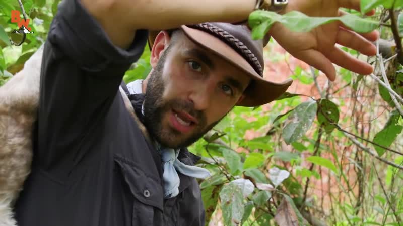 Завтракаем термитами с муравьедом муравьед с огромным языком койот питерсон