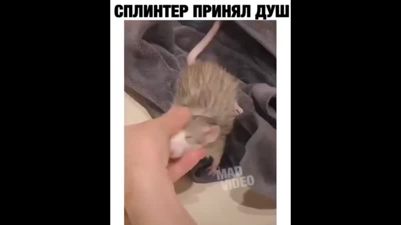 Домашний крыс принимает душ