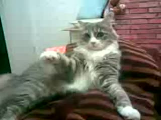 Ебать копать ddddd