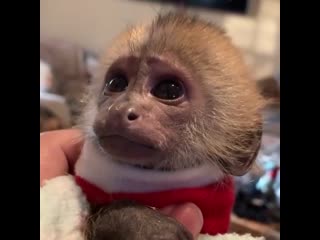 Cutest monke you've ever seen