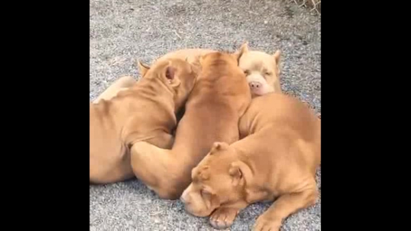 Пёсики укладываются поудобнее