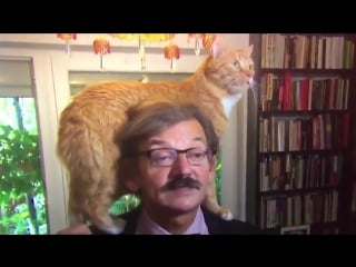 Cat steals the show during live tv interview with polish academic