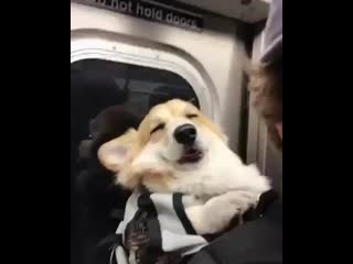 Corgi sleepin duing a subway ride