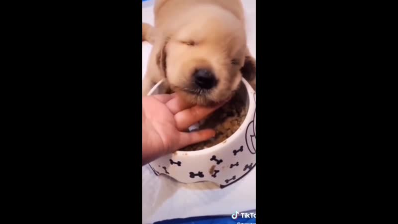 Ел и уснул, растущий организм 🤗