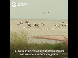 Как дамба на озере сасык стала экологической катастрофой