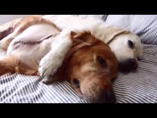 Kiko had his leg amputated from cancer, watson is making sure to show him all the love he needs