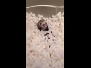 Хорек шлет все нахер и принимает поролоновую ванну