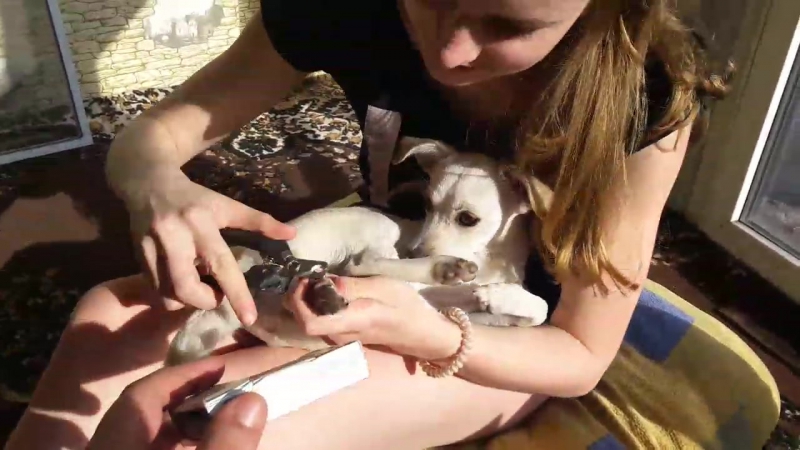 Маша делает педикюр собачке