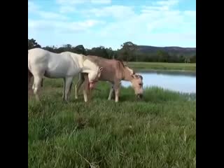 Amazing big horse mating compilation horse breeding ! mp4