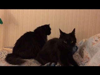 Наши чернышки сима и пикси кайфуют дома