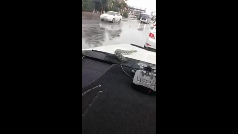 Змея из под капота