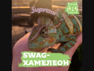 Swag хамелеон