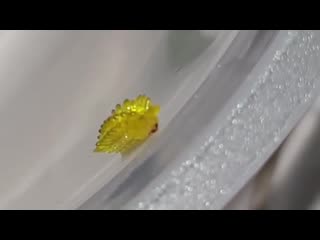 🔥 this olona limacodidae looks like a gummy bear