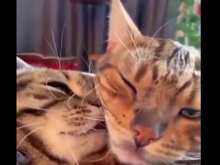 She requires attention