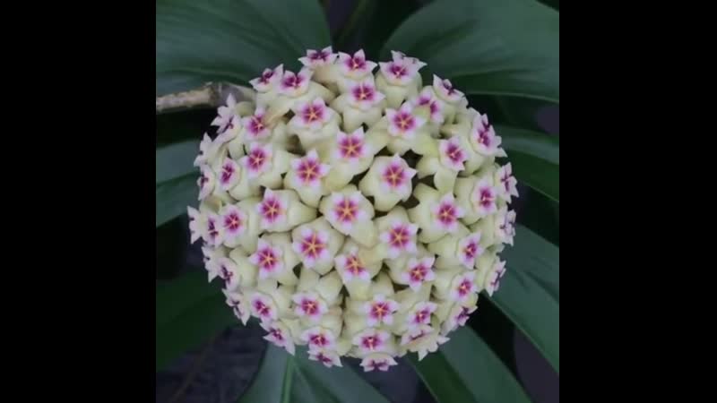 Blooming fractals
