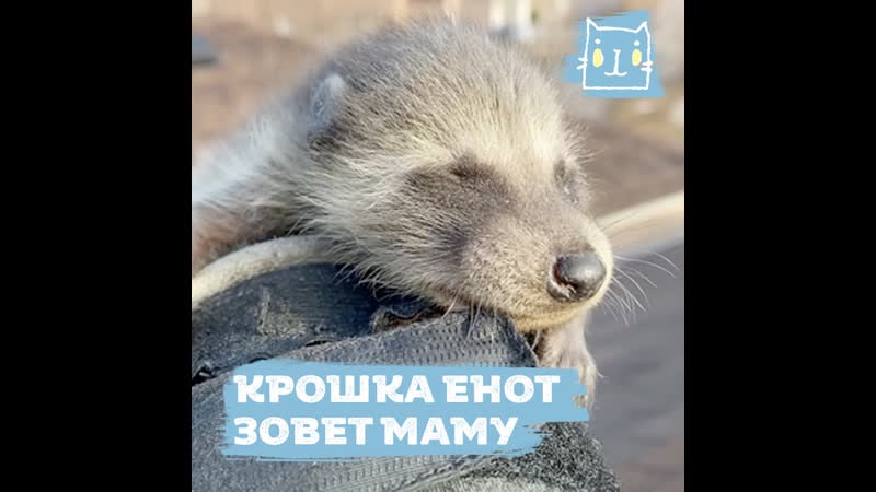 Крошка енот застрял между стен и зовет маму