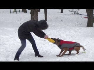 Belgian malinois training with french linen dog bite pillow