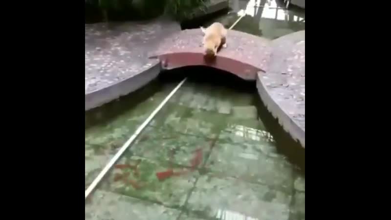 Четверг рыбный день 🐟🐟🐟