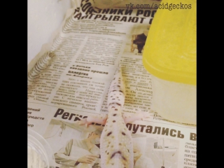 Hungry leopard gecko | голодный эублефар