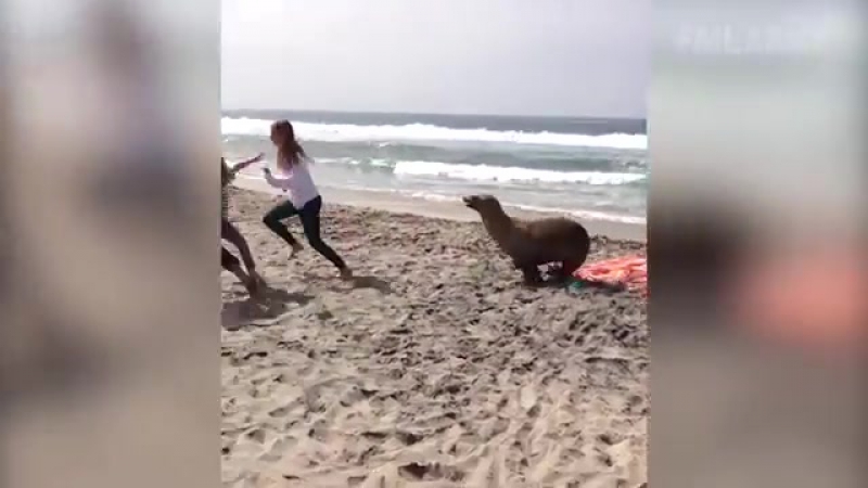 Подборка свежих фейлов