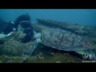 Hawksbill sea turtle grazing on hardeep wreck | diving pattaya, thailand