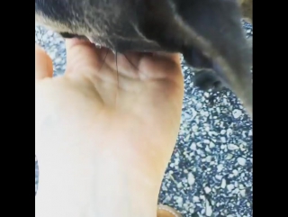 Chaos instagram video by alison sudol