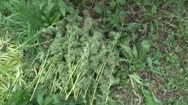 Весёлая ферма выращивал марихуану в теплицах в крыму накрыли «наркоферму»