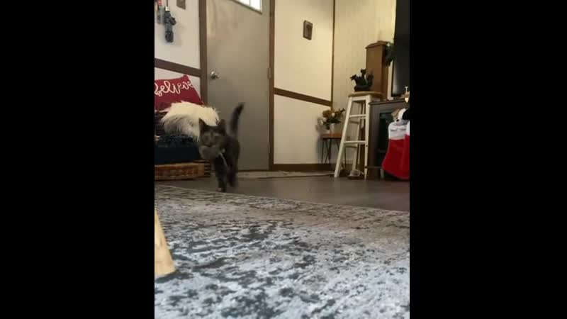 Ch tippy taps!