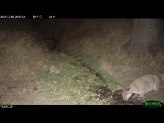 Cougar family in fall on tejon ranch